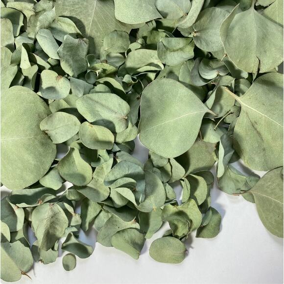Dry Eucalyptus Leaves - Picture 4 of 8